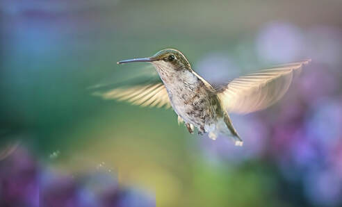 Hummingbird floating on the air with impressionistic background | Advanced Therapy Institute of Touch, Colorado Springs