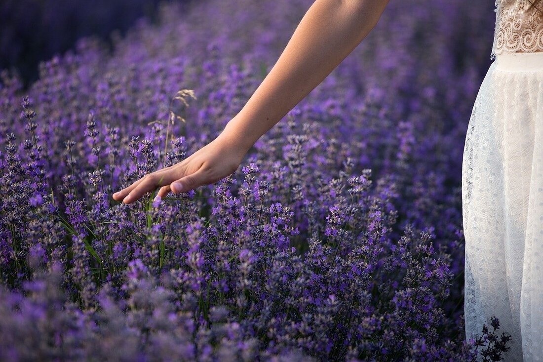 Womans Hand Gracefully Glides Over A Field Of Medicinal Lavendar With Single Grass Shoot.  Mothers Want To Know Plant Medicine For The Entire Family. Come Learn With Us! | Advanced Therapy Institute of Touch, Colorado Springs