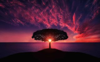 Tree of life with a sun shining through and majestic purple sunsets.  Advanced Therapy Institute of Touch and Yoga Studio Satya Somatic Trauma Release Certifications
