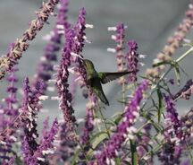A Hummingbird Feeds on Much Needed Plants For Nourishment.  Have you nourished yourself with Meridian Therapy today? | Advanced Therapy Institute of Touch, Colorado Springs