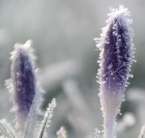 Frost on Crocus Flowers | Advanced Therapy Institute of Touch Colorado Springs