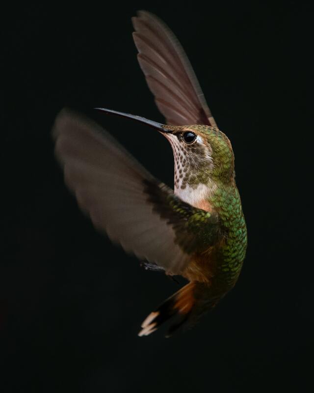 Left facing hummingbird with dark green feathers.  Flying strongly suspended in air. 