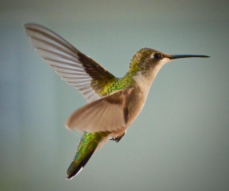 Right facing male hummingbird with green and brown feathers suspended in flight.