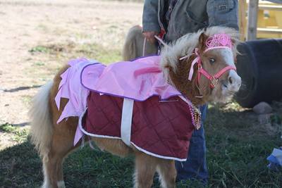 Miniature Pony With Pink Saddle & Advanced Therapy Institute of Touch
